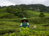 Taj's first tea tourism venture set to come alive on December 14, in Darjeeling