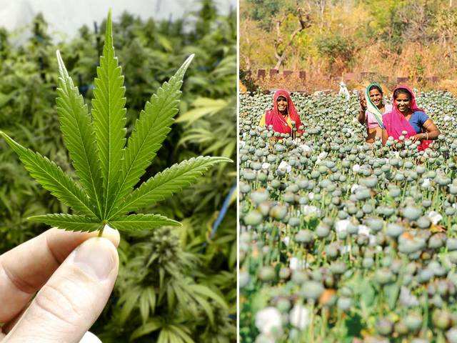 Know the Difference - All the highs and lows on marijuana | The Economic  Times