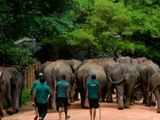 Sri Lanka records highest elephant deaths in world