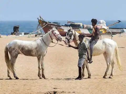 Horses at Marina beach