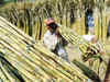Cabinet approves Rs 3,500 crore subsidy for sugar farmers