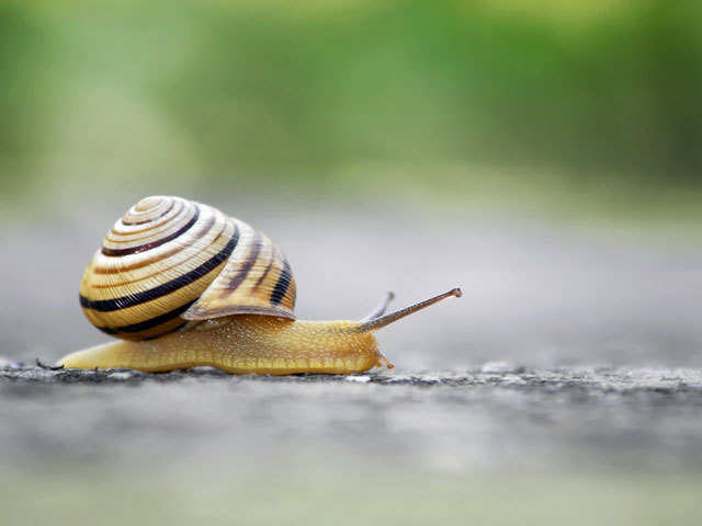 Snails - Animal instincts that stock market investors have | The Economic  Times
