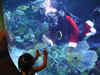 Happy Fishmas - Thai aquarium gets surprise Santa visit