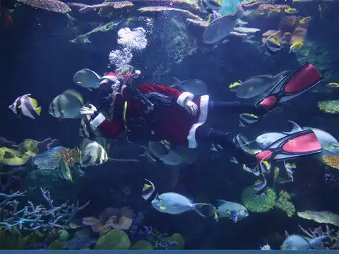 A santa with fins