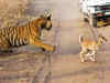 Madhya Pradesh: India's 1st tiger reserve hot air balloon safari launched