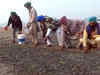 Watch: Protesting farmers cultivate onions at Burari ground in Delhi