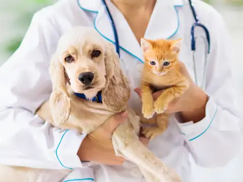 Wary vets
