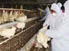 Bird flu: Govt sets up control room in Delhi to take stock of situation