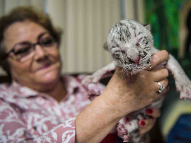 First-ever white tiger - Rare white tiger born at Nicaragua zoo | The  Economic Times