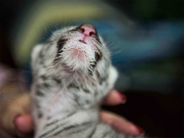 Newborn Bengal tiger fed special milk for cats in Nicaragua - CGTN