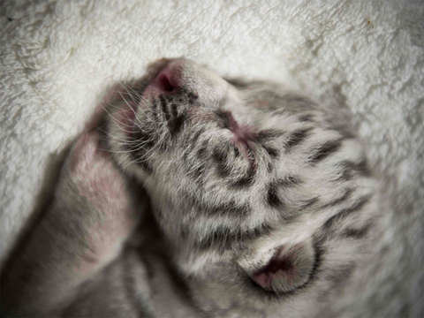 White Bengal tiger cub born at Nicaragua zoo - BBC News