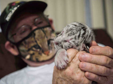 This Adorable Newborn White Bengal Tiger Is the First to Be Born in  Nicaragua