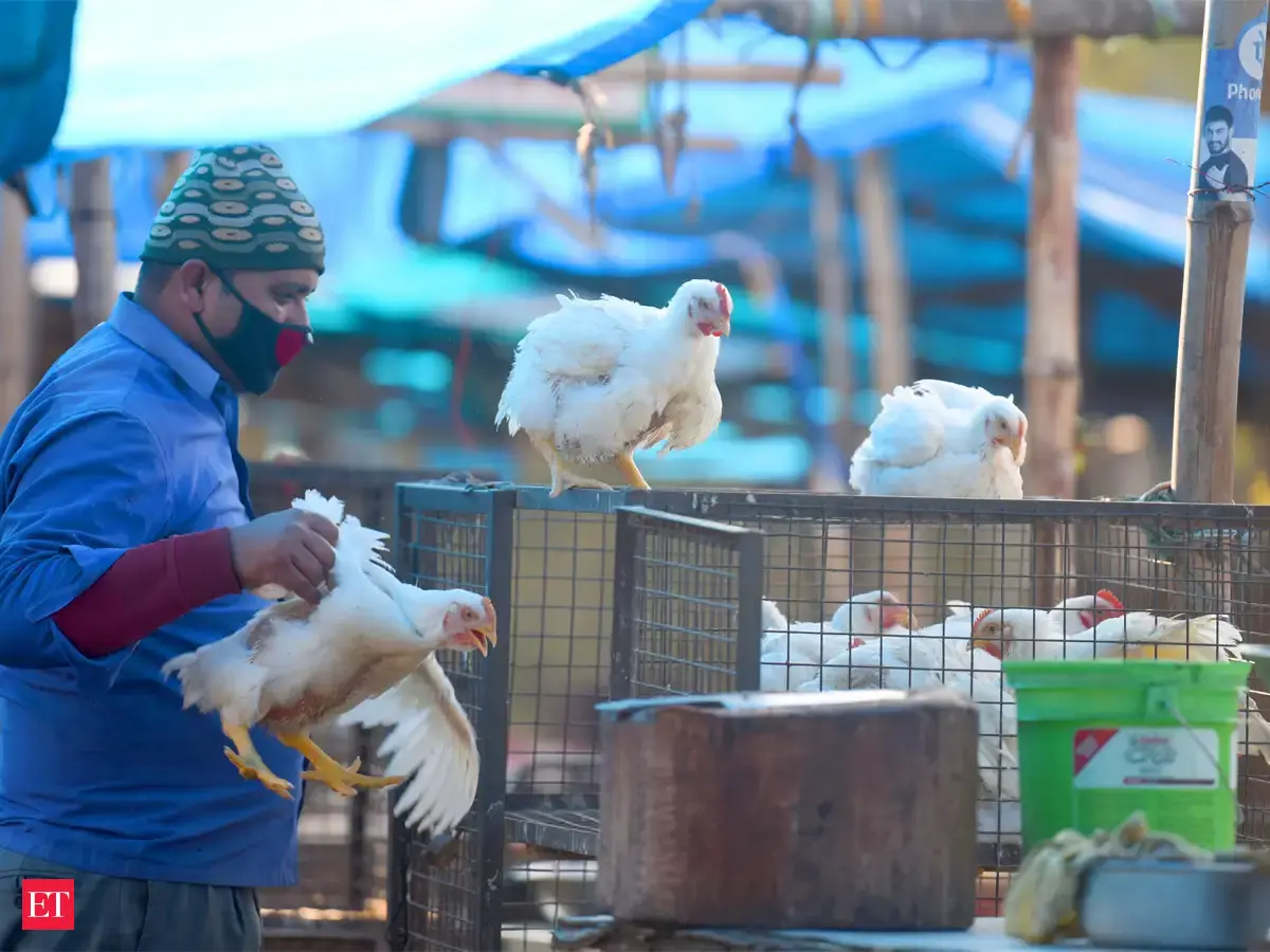 Can humans contract bird flu? - Bird flu is raging in India. Here's all ...