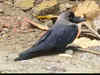 Bird Flu Scare: Over 100 crows dead in Delhi’s Mayur Vihar