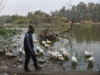 Bird flu scare: Sanjay Lake, Hastsal Park, two other recreational gardens shut in Delhi