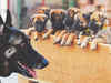 Malinois pups begin formal journey to find a place in ITBP's combat K9 wing