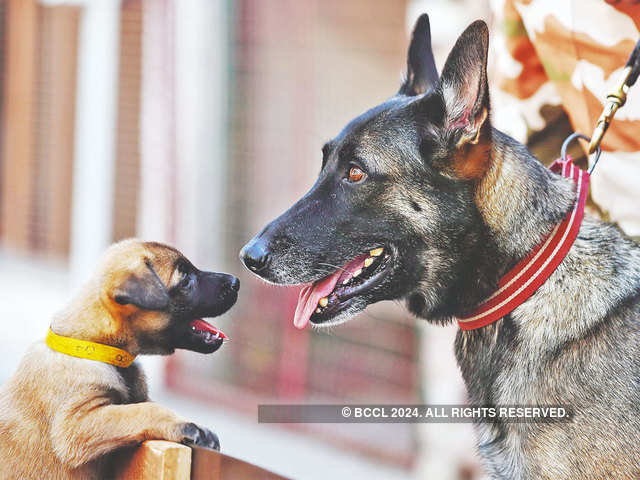 Malinois Pups Begin Formal Journey To Find A Place In Itbp S Combat K9 Wing Combat K9 Wing The Economic Times