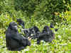 After cats and dogs, gorillas test positive for Covid-19