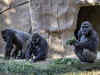 California: Several Gorillas test positive for COVID-19 at San Diego park in US