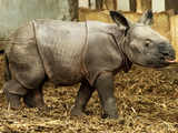Endangered Indian rhinoceros baby is born in zoo in Poland