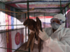 No spread of bird flu in poultry in Delhi, all samples taken from Ghazipur market negative: Official