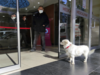Boncuk - the dog - spends 5 days outside hospital waiting for owner