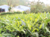 Assam's Innovation & Transformation Aayog to make an action plan to vitalise Tea Corp estates