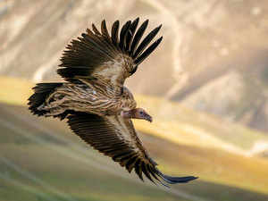 vulture-getty