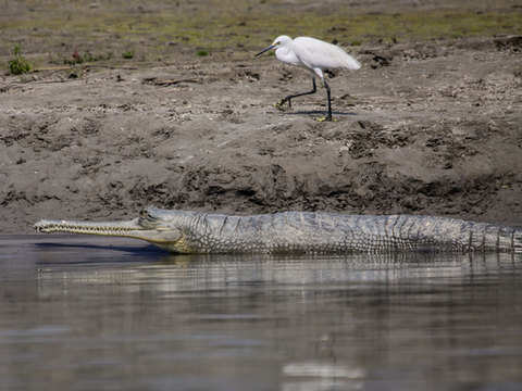 Rare albino crocodile sighted in Odisha's Bhitarkanika