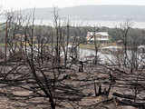 Burned trees at Gaines Bend, Possum Kingdom Lake