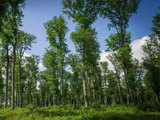 50 million trees by 2030 for green cover towards clean coal initiative: Eco Survey 1 80:Image