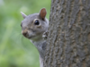 Did you know the UK wants to lure grey squirrels into feeding boxes with hazelnut spread spiked with oral contraceptives