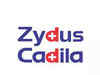 PE funds eye Zydus Cadila's animal health business