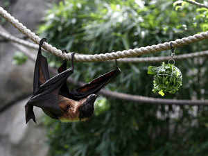 Bat---AFP