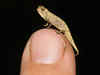 Contender for title of smallest reptile: Newly discovered tiny chameleon fits on a human fingertip