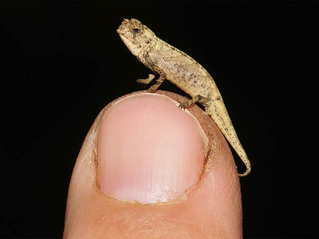 World's smallest reptile?