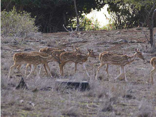 Deer native to India starve to death amid drought in Hawaii - ​Gift from  Hong Kong to king of Hawaii | The Economic Times