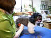 Getting a trim is a lot easier for dogs than their owners in Vienna