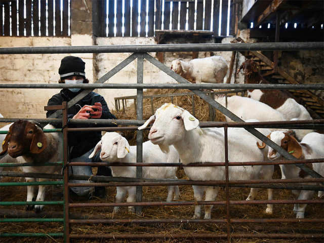 Goat in a meeting