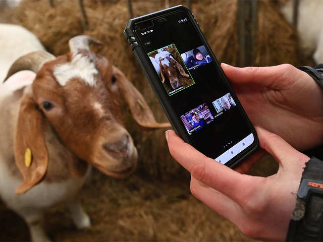 British farmer comes up with idea to rent out her goats to liven up video  call meetings - Hanging-out with goats | The Economic Times