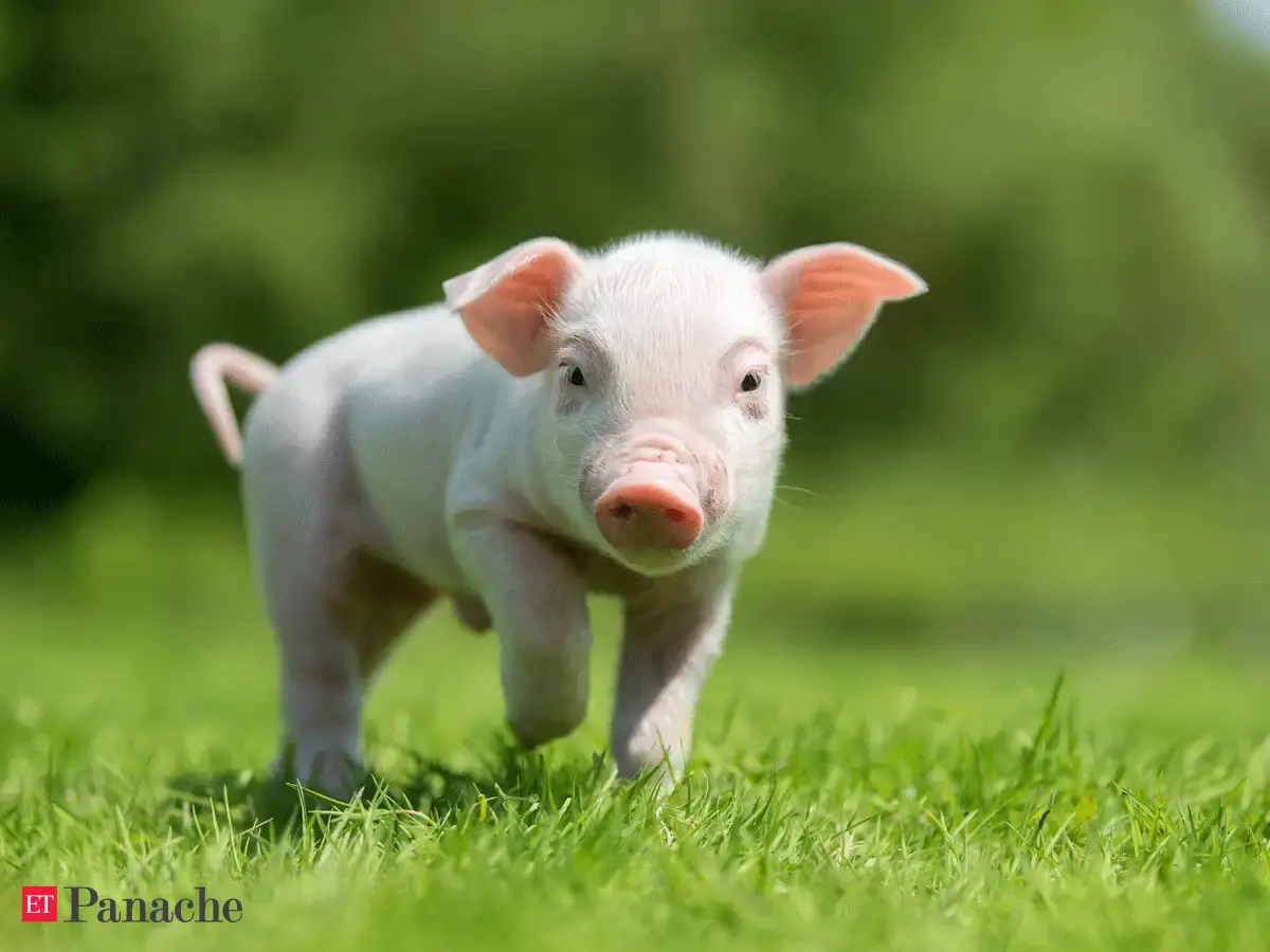 Snout As Easy As It Looks That Pigs Can Play Video Games Is Remarkable Try Doing So With A Nose The Economic Times