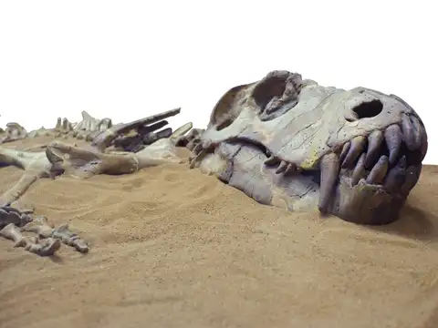 ​Can this tell us about dinosaurs?