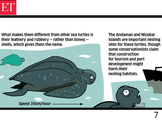 Gharials vs Sea Turtles