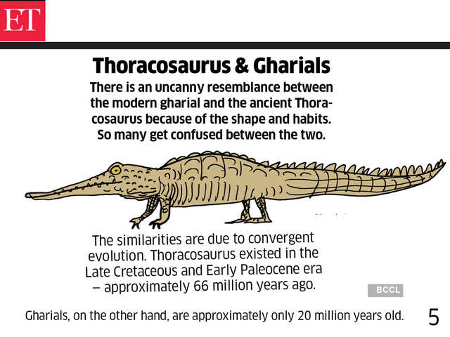 Thoracosaurus & Gharials