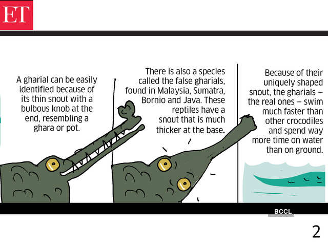 How to identify Gharial