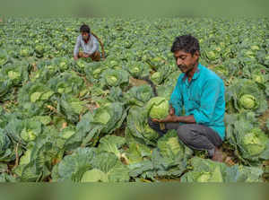 Nadia: Farmers harvest cabbage in a field in Nadia district of West Bengal. (PTI...