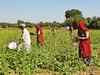 No new taxes, Rajasthan to have separate agriculture Budget from 2022