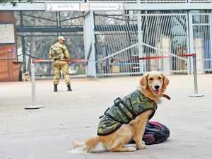 Defence dogs