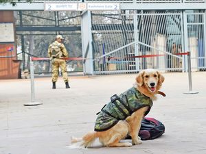 Capf Canines To Undergo Annual Evaluation Each Force Asked To Trial One Local Dog Breed The Economic Times