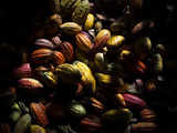 Cocoa pods